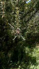 Argiope argentata