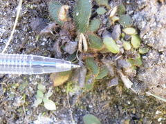 Elaphoglossum spatulatum