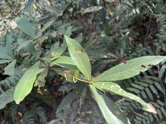 Litsea acuminata