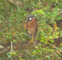 Gorsachius leuconotus