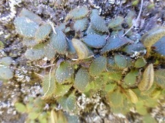 Elaphoglossum spatulatum