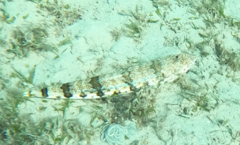 Synodus dermatogenys