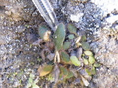 Elaphoglossum spatulatum