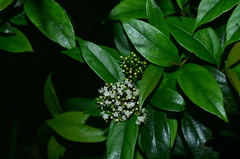 Viburnum integrifolium