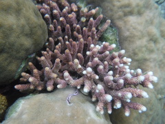 Acropora millepora