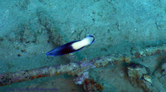 Labroides bicolor