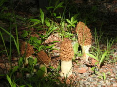 Morchella esculenta