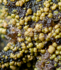 Charophyta