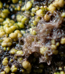 Charophyta