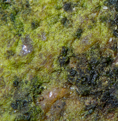 Charophyta