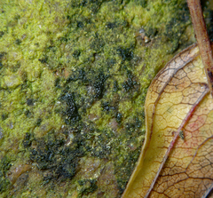 Charophyta