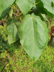 Croton macrostachyus
