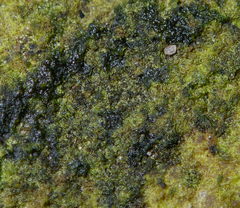 Charophyta