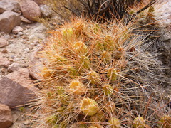 Maihueniopsis camachoi