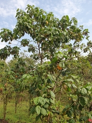 Croton macrostachyus