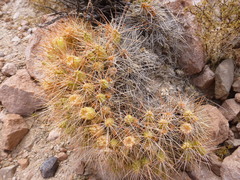 Maihueniopsis camachoi