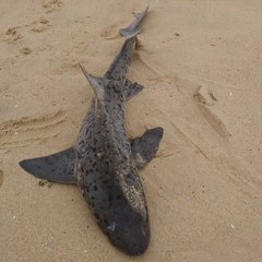 Triakis megalopterus