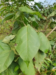 Croton macrostachyus
