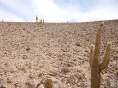 Trichocereus atacamensis