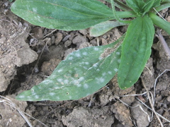 Golovinomyces sordidus