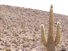Trichocereus atacamensis