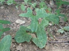 Calystegia hederacea