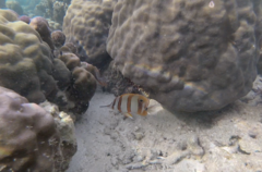 Chelmon rostratus