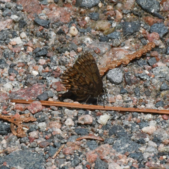 Callophrys eryphon