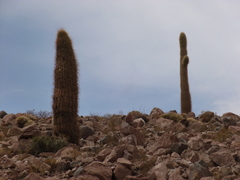 Trichocereus atacamensis