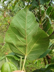 Croton macrostachyus