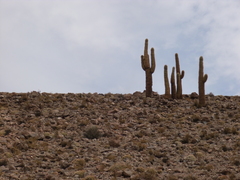 Trichocereus atacamensis