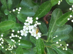 Episyrphus balteatus