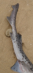 Triakis megalopterus