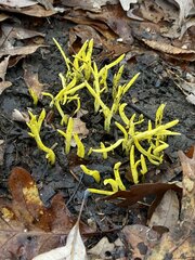 Clavulinopsis amoena