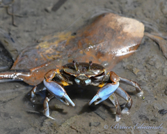 Decapoda