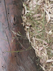 Bromus lithobius