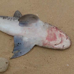 Triakis megalopterus