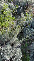 Lavandula angustifolia