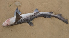 Triakis megalopterus