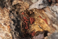 Arcyria stipata