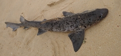Triakis megalopterus