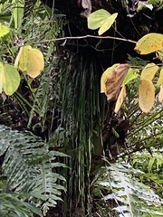 Haplopteris elongata