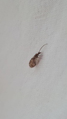 Hemerobius chilensis