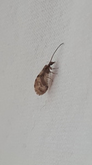 Hemerobius chilensis