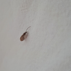 Hemerobius chilensis