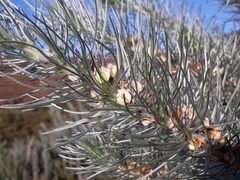 Aspalathus florifera