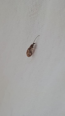 Hemerobius chilensis