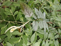Rubus swinhoei