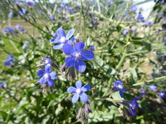 Anchusa azurea