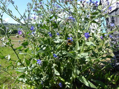 Anchusa azurea